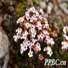 Background Image 1