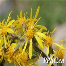Background Image 12