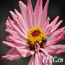 Background Image 14