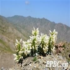 Background Image 16