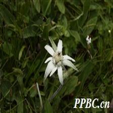 Background Image 17