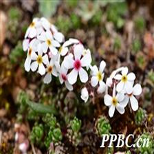 Background Image 2
