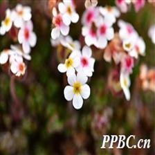Background Image 20