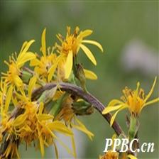 Background Image 22