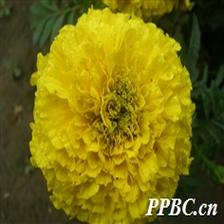 Background Image 25