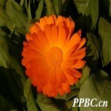 Background Image 33