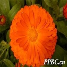Background Image 35