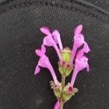 Background Image 36