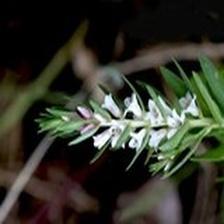 Background Image 40