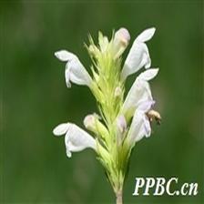 Background Image 47