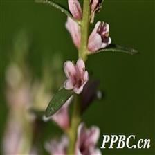 Background Image 51