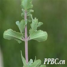 Background Image 53
