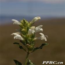 Background Image 56