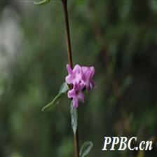 Background Image 58