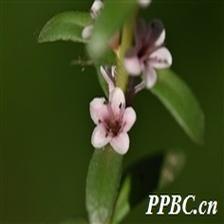 Background Image 59