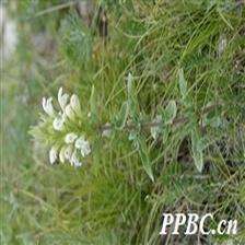 Background Image 6