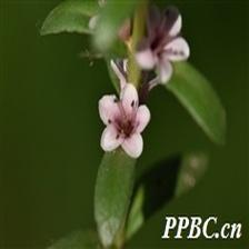 Background Image 60