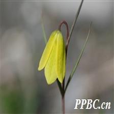 Background Image 63