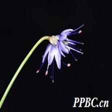 Background Image 64
