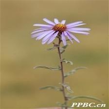 Background Image 67