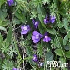 Background Image 77