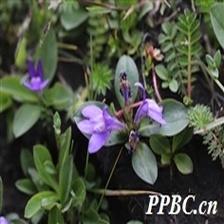 Background Image 8